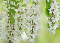 acacia