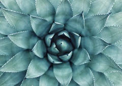 agave-inulin
